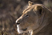 Lioness resting Africa,Busanga Plains,Kafue,lion,cat,cats,feline,felidae,predator,carnivore,big cat,big cats,lions,apex,vertebrate,mammal,mammals,terrestrial,African,savanna,savannah,Lioness,National Park,Zambia,Lion