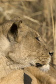 Lioness Africa,Busanga Plains,Kafue,lion,cat,cats,feline,felidae,predator,carnivore,big cat,big cats,lions,apex,vertebrate,mammal,mammals,terrestrial,African,savanna,savannah,Lioness,National Park,Zambia,Lion