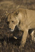 Lioness casually stalking the plains Africa,Busanga Plains,Kafue,lion,cat,cats,feline,felidae,predator,carnivore,big cat,big cats,lions,apex,vertebrate,mammal,mammals,terrestrial,African,savanna,savannah,Lioness,National Park,Zambia,Lion