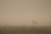 Puku in the mist at sunrise Africa,Busanga Plains,Kafue,mammal,Mist,Morning,National Park,Puku,Sunrise,Zambia,antelope,antelopes,herbivores,herbivore,vertebrate,mammals,Kobus vardonii,Even-toed Ungulates,Artiodactyla,Bovidae,Bis