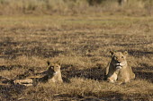 Lioness and cub Africa,Busanga Plains,Kafue,lion,cat,cats,feline,felidae,predator,carnivore,big cat,big cats,lions,apex,vertebrate,mammal,mammals,terrestrial,African,savanna,savannah,Lioness,National Park,Zambia,cub,