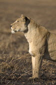 Lioness eyeing the horizon Africa,Busanga Plains,Kafue,lion,cat,cats,feline,felidae,predator,carnivore,big cat,big cats,lions,apex,vertebrate,mammal,mammals,terrestrial,African,savanna,savannah,Lioness,National Park,Zambia,Lion