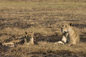 Lioness and cub Africa,Busanga Plains,Kafue,lion,cat,cats,feline,felidae,predator,carnivore,big cat,big cats,lions,apex,vertebrate,mammal,mammals,terrestrial,African,savanna,savannah,Lioness,National Park,Zambia,cub,