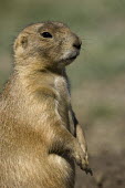 Prairie dog in South Dakota Nature Reserve,Prairie Dog,South Dakota,State Park,ground squirrel,rodent,Animalia,Chordata,Mammalia,Rodentia,Sciuridae,Cynomys