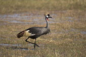 Grey crowned-crane wading through flooded plains Africa,Busanga Plains,Grey Crowned Crane,Kafue,National Park,Zambia,Grey crowned-crane,Balearica regulorum,Chordates,Chordata,Gruidae,Aves,Birds,Gruiformes,Rails and Cranes,southern crowned crane,East