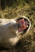 Lioness yawning Africa,Busanga Plains,Kafue,lion,cat,cats,feline,felidae,predator,carnivore,big cat,big cats,lions,apex,vertebrate,mammal,mammals,terrestrial,African,savanna,savannah,Lioness,National Park,Zambia,Lion