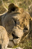 Lioness dozing Africa,Busanga Plains,Kafue,lion,cat,cats,feline,felidae,predator,carnivore,big cat,big cats,lions,apex,vertebrate,mammal,mammals,terrestrial,African,savanna,savannah,Lioness,National Park,Zambia,Lion