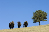 American bison, South Dakota Bison,Nature Reserve,South Dakota,bison,herbivores,herbivore,vertebrate,mammal,mammals,terrestrial,cattle,ungulate,bovine,American bison,Bison bison,Mammalia,Mammals,Bovidae,Bison, Cattle, Sheep, Goat