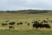 A herd of American bison grazing, South Dakota Bison,Nature Reserve,South Dakota,bison,herbivores,herbivore,vertebrate,mammal,mammals,terrestrial,cattle,ungulate,bovine,American bison,Bison bison,Mammalia,Mammals,Bovidae,Bison, Cattle, Sheep, Goat