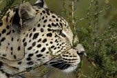 Close up of a leopard, Africa Leopard,Panthera pardus,Chordates,Chordata,Felidae,Cats,Mammalia,Mammals,Carnivores,Carnivora,Pantera,Léopard,Panthère,Leopardo,Temperate,Savannah,Asia,Appendix I,Carnivorous,Panthera,Near Threatene