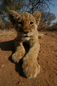 Close up portrait of a lion cub, Africa Close up,cute,positive,Lion,Panthera leo,Felidae,Cats,Mammalia,Mammals,Carnivores,Carnivora,Chordates,Chordata,Lion d'Afrique,León,leo,Animalia,Savannah,Africa,Scrub,Appendix II,Asia,Panthera,Vulnera