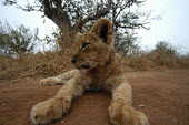 Close up of a lion cub resting, Africa Close up,positive,cute,Lion,Panthera leo,Felidae,Cats,Mammalia,Mammals,Carnivores,Carnivora,Chordates,Chordata,Lion d'Afrique,León,leo,Animalia,Savannah,Africa,Scrub,Appendix II,Asia,Panthera,Vulnera