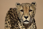 Portrait of a cheetah, Africa patterns,patterned,Pattern,spotty,spot,Spots,spotted,coloration,Colouration,Cheetah,Acinonyx jubatus,Chordates,Chordata,Carnivores,Carnivora,Mammalia,Mammals,Felidae,Cats,Guépard,Chita,Guepardo,jubat