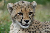 Close up of a cheetah, Africa blur,selective focus,blurry,depth of field,Shallow focus,blurred,soft focus,Facial portrait,face,Close up,Portrait,face picture,face shot,Cheetah,Acinonyx jubatus,Chordates,Chordata,Carnivores,Carnivo