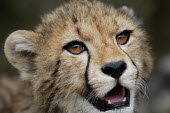 Close up of a cheetah, Africa Portrait,face picture,face shot,Facial portrait,face,Close up,blur,selective focus,blurry,depth of field,Shallow focus,blurred,soft focus,Cheetah,Acinonyx jubatus,Chordates,Chordata,Carnivores,Carnivo