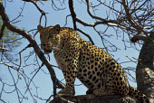 Leopard in a tree, Africa patterns,patterned,Pattern,spotty,spot,Spots,spotted,coloration,Colouration,Leopard,Panthera pardus,Chordates,Chordata,Felidae,Cats,Mammalia,Mammals,Carnivores,Carnivora,Pantera,Léopard,Panthère,Leo