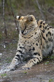 Serval hunting in the grass, Africa hidden,crypsis,Camouflage,camo,disguise,disguised,camouflaged,patterns,patterned,Pattern,spotty,spot,Spots,spotted,coloration,Colouration,Serval,Leptailurus serval,Felidae,Cats,Mammalia,Mammals,Carniv