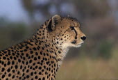 Cheetah, Africa environment,ecosystem,Habitat,Grassland,blur,selective focus,blurry,depth of field,Shallow focus,blurred,soft focus,patterns,patterned,Pattern,spotty,spot,Spots,spotted,savannahs,savana,savannas,shrub