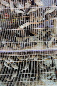 Birds kept in sad, cramped conditions at a Vietnamese market Resource exploitation,Human impact,human influence,anthropogenic