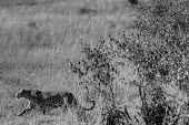 Leopard, Kenya savannahs,savana,savannas,shrubland,savannah,Savanna,Grassland,Terrestrial,ground,environment,ecosystem,Habitat,Leopard,Panthera pardus,Chordates,Chordata,Felidae,Cats,Mammalia,Mammals,Carnivores,Carn