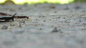 A centipede casually walking along the ground centipede,Animalia,Arthropoda,Chilopoda,arthropd,macro,close up,walking,crawling,jungle,jungles,tropical,legs,undergrowth,invertebrate,Haplophilus subterraneus