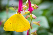 Cloudless sulphur, USA butterfly,lepidoptera,sulphur,arthropoda,Insecta,phoebis sennae,pieridae,cloudless sulphur,phoebis,cloudless giant sulphur,Cloudless sulphur,Phoebis sennae