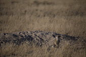 Meerkat - Botswana, Africa Meerkat,Suricata suricatta,Herpestidae,Mongooses, Meerkat,Carnivores,Carnivora,Mammalia,Mammals,Chordates,Chordata,Slender-tailed meerkat,suricate,Subterranean,Sand-dune,Savannah,Africa,Terrestrial,De