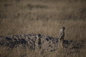 Meerkat - Botswana, Africa Meerkat,Suricata suricatta,Herpestidae,Mongooses, Meerkat,Carnivores,Carnivora,Mammalia,Mammals,Chordates,Chordata,Slender-tailed meerkat,suricate,Subterranean,Sand-dune,Savannah,Africa,Terrestrial,De