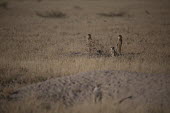 Meerkat - Botswana, Africa Meerkat,Suricata suricatta,Herpestidae,Mongooses, Meerkat,Carnivores,Carnivora,Mammalia,Mammals,Chordates,Chordata,Slender-tailed meerkat,suricate,Subterranean,Sand-dune,Savannah,Africa,Terrestrial,De