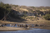 Blue wildebeest at water - Botswana, Africa migration,migrate,Migratory,travel,action,movement,move,Moving,in action,in motion,motion,River,rivers,Blue wildebeest,Connochaetes taurinus,Mammalia,Mammals,Even-toed Ungulates,Artiodactyla,Bovidae,B