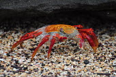 Sally lightfoot crab - Galapagos Islands Sally lightfoot crab,Grapsus grapsus,Cancer jumpibus,Grapsus ornatus,Grapsus altifrons,Grapsus maculatus,Sally Lightfoot crab,Cancer grapsus,Grapsus pictus,Grapsidae,Grapsus,Animalia,Decapoda,Arthropo