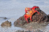 Sally lightfoot crab - Galapagos Islands Sally lightfoot crab,Grapsus grapsus,Cancer jumpibus,Grapsus ornatus,Grapsus altifrons,Grapsus maculatus,Sally Lightfoot crab,Cancer grapsus,Grapsus pictus,Grapsidae,Grapsus,Animalia,Decapoda,Arthropo