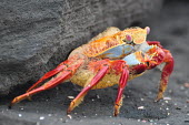 Sally lightfoot crab - Galapagos Islands Sally lightfoot crab,Grapsus grapsus,Cancer jumpibus,Grapsus ornatus,Grapsus altifrons,Grapsus maculatus,Sally Lightfoot crab,Cancer grapsus,Grapsus pictus,Grapsidae,Grapsus,Animalia,Decapoda,Arthropo