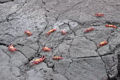 Sally lightfoot crabs - Galapagos Islands Sally lightfoot crab,Grapsus grapsus,Cancer jumpibus,Grapsus ornatus,Grapsus altifrons,Grapsus maculatus,Sally Lightfoot crab,Cancer grapsus,Grapsus pictus,Grapsidae,Grapsus,Animalia,Decapoda,Arthropo