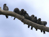 Dusky woodswallow - Australia Animalia,Chordata,Aves,Passeriformes,Artamidae,Artamus cyanopterus,Dusky woodswallow