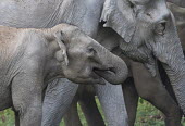 Asian elephant - Bengal Asian elephant,Elephas maximus,Mammalia,Mammals,Elephants,Elephantidae,Chordates,Chordata,Elephants, Mammoths, Mastodons,Proboscidea,Indian elephant,Elefante Asiático,Eléphant D'Asie,Eléphant D'Ind