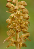 Bird's-nest orchid - UK orchid,plant,plants,flower,Bird's-nest orchid,Neottia nidus-avis,Orchid Family,Orchidaceae,Monocots,Liliopsida,Orchidales,Tracheophyta,Appendix II,CITES,Terrestrial,IUCN Red List,Africa,Plantae,Europe