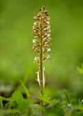 Bird's-nest orchid - UK orchid,plant,plants,flower,Bird's-nest orchid,Neottia nidus-avis,Orchid Family,Orchidaceae,Monocots,Liliopsida,Orchidales,Tracheophyta,Appendix II,CITES,Terrestrial,IUCN Red List,Africa,Plantae,Europe