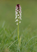 Burnt-tip orchid - UK Close up,environment,ecosystem,Habitat,Grassland,Terrestrial,ground,Burnt-tip orchid,Plantae,Tracheophyta,Liliopsida,Orchidales,Orchidaceae,orchid,Neotinea ustulata,plant,plants