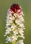 Burnt-tip orchid - UK Burnt-tip orchid,Plantae,Tracheophyta,Liliopsida,Orchidales,Orchidaceae,orchid,Neotinea ustulata,plant,plants