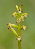 Yellow coralroot - UK Yellow coralroot,Plantae,Tracheophyta,Liliopsida,Orchidales,Orchidaceae,orchid,Corallorhiza,Corallorhiza trifida