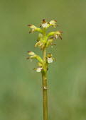 Yellow coralroot - UK Yellow coralroot,Plantae,Tracheophyta,Liliopsida,Orchidales,Orchidaceae,orchid,Corallorhiza,Corallorhiza trifida