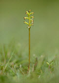 Yellow coralroot - UK blur,selective focus,blurry,depth of field,Shallow focus,blurred,soft focus,Close up,environment,ecosystem,Habitat,Grassland,Terrestrial,ground,Green background,Yellow coralroot,Plantae,Tracheophyta,L