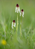 Burnt-tip orchid - UK Burnt-tip orchid,Plantae,Tracheophyta,Liliopsida,Orchidales,Orchidaceae,orchid,Neotinea ustulata,plant,plants