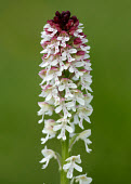 Burnt-tip orchid - UK Burnt-tip orchid,Plantae,Tracheophyta,Liliopsida,Orchidales,Orchidaceae,orchid,Neotinea ustulata,plant,plants