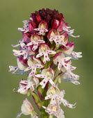 Burnt-tip orchid - UK Grassland,Close up,Terrestrial,ground,environment,ecosystem,Habitat,Burnt-tip orchid,Plantae,Tracheophyta,Liliopsida,Orchidales,Orchidaceae,orchid,Neotinea ustulata,plant,plants