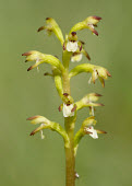 Yellow coralroot - UK Green background,Terrestrial,ground,environment,ecosystem,Habitat,Grassland,blur,selective focus,blurry,depth of field,Shallow focus,blurred,soft focus,Close up,Yellow coralroot,Plantae,Tracheophyta,L