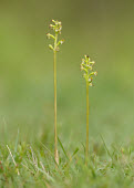 Yellow coralroot - UK Close up,Terrestrial,ground,Grassland,environment,ecosystem,Habitat,Yellow coralroot,Plantae,Tracheophyta,Liliopsida,Orchidales,Orchidaceae,orchid,Corallorhiza,Corallorhiza trifida