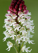 Burnt-tip orchid - UK Burnt-tip orchid,Plantae,Tracheophyta,Liliopsida,Orchidales,Orchidaceae,orchid,Neotinea ustulata,plant,plants