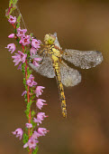 Black darter - UK Black Darter,Black Meadowhawk,Animalia,Arthropoda,Insecta,Odonata,Libellulidae,Sympetrum danae